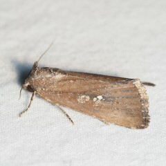 Condica