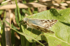 Pyrginae