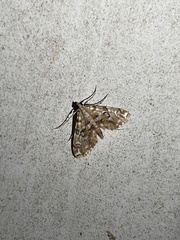 Elophila icciusalis