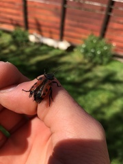 Astylus trifasciatus