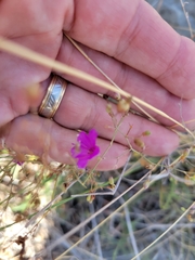Phemeranthus parviflorus