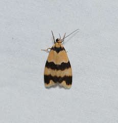 Stenoscaptia venusta