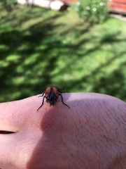 Astylus trifasciatus