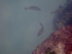 Lutjanus ehrenbergii