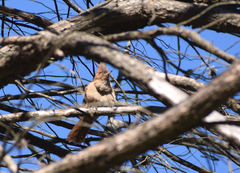 Pseudoseisura lophotes
