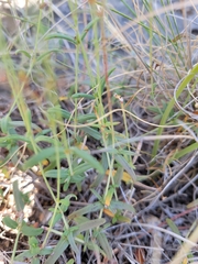 Phemeranthus parviflorus
