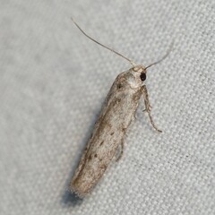 Hypatopa punctiferella