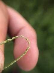 Digitaria longiflora