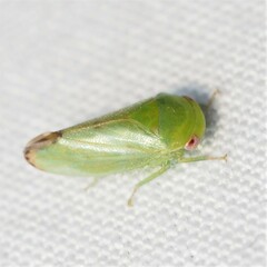 Iassinae