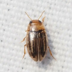 Neobidessus pullus