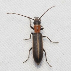 Oxycopis