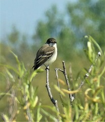Empidonax traillii