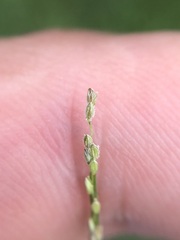 Digitaria longiflora