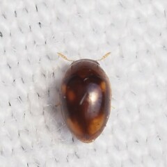 Neolitochrus pulchellus