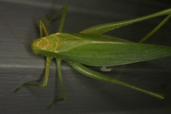 Amblycorypha