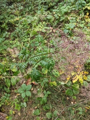 Valeriana officinalis