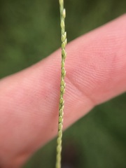 Digitaria longiflora