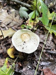 Lepiota cristata