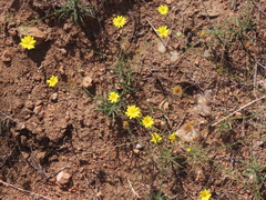 Croptilon hookerianum