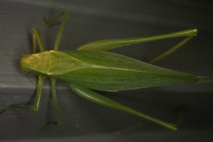 Amblycorypha