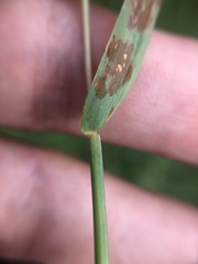 Digitaria longiflora
