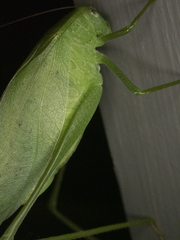 Amblycorypha
