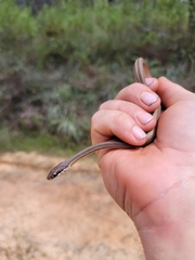 Thamnophis saurita saurita
