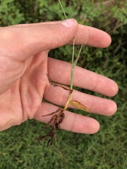 Digitaria longiflora
