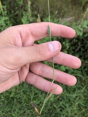 Digitaria longiflora