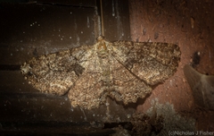 Paradromulia ambigua