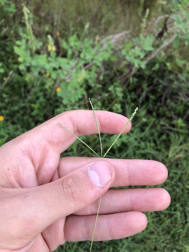 Digitaria longiflora iNat (3)
