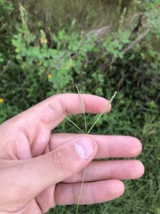 Digitaria longiflora