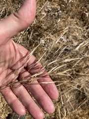 Bromus diandrus