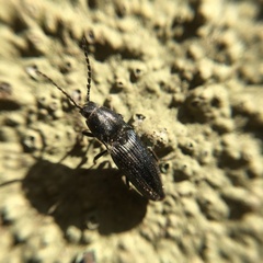 Elateridae