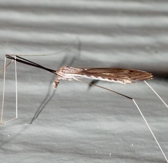 Brachypremna dispellens