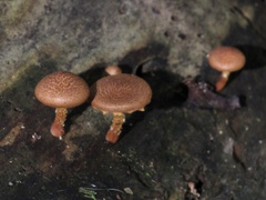 Pholiota granulosa
