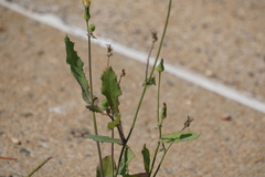 Sonchus oleraceus
