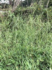 Digitaria longiflora