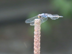 Potamarcha congener