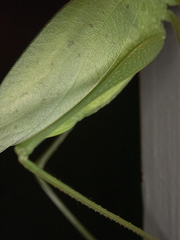 Amblycorypha