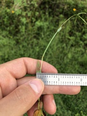 Digitaria longiflora