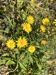 Youngia japonica
