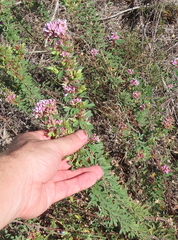 Lespedeza stuevei