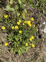 Youngia japonica