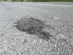 Porphyrio melanotus melanotus