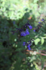 Salvia ramamoorthyana