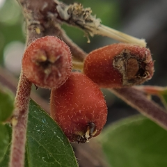 Cotoneaster divaricatus