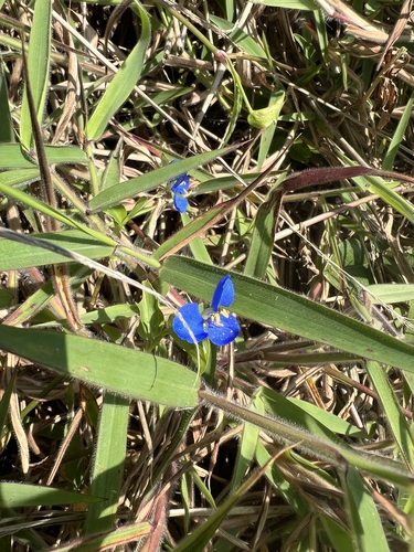 Commelina lanceolata (Commelina lanceolata)