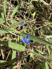 Commelina lanceolata