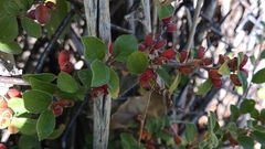 Cotoneaster divaricatus